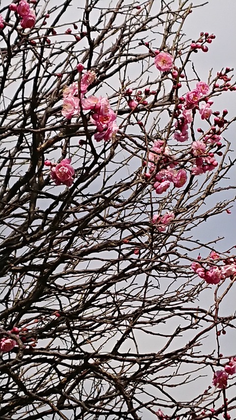 0214 梅の花