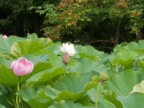 20180827_145112