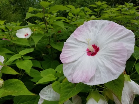 20170814_170348_R