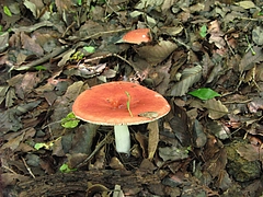 菌類