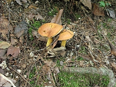 菌類