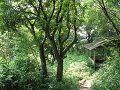 ヤマモモ(山桃)