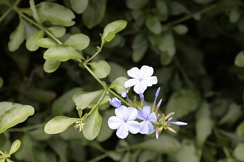 ルリマツリ(瑠璃茉莉)
