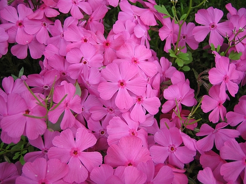 芝桜(シバザクラ)