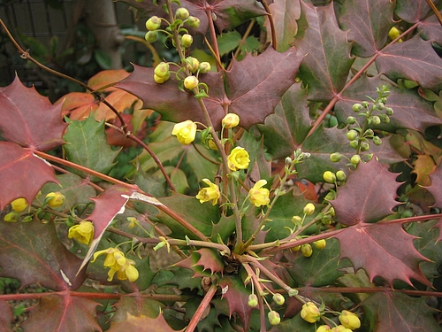 植物図鑑 写真:ヒイラギナンテン(柊南天)