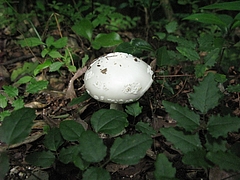 菌類