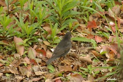 DSC_4313-tri
