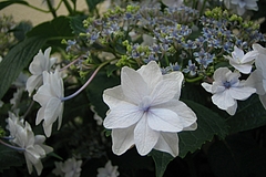アジサイ(紫陽花)