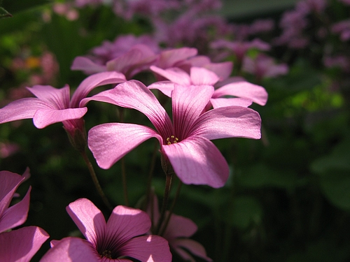 イモカタバミ(芋片喰)