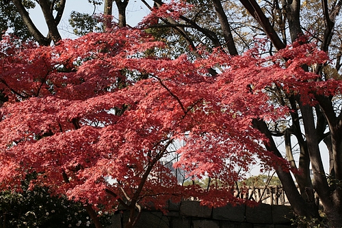 イロハモミジ(いろは紅葉)