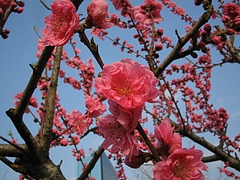 植物図鑑 写真:矢口(やぐち)