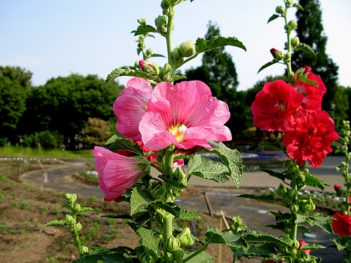 タチアオイ(立葵、学名)