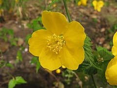 ヤマブキ(山吹)