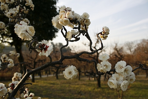 植物図鑑 写真:野梅