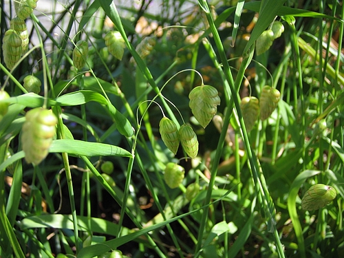 コバンソウ(小判草)