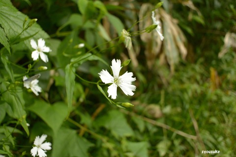 201249DSC_0834