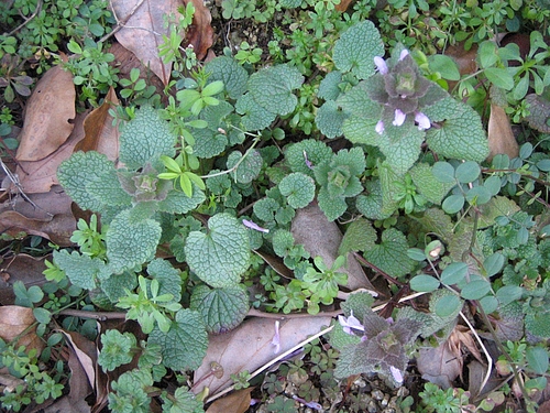 植物図鑑 写真:ヒメオドリコソウ