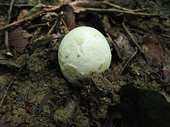 菌類