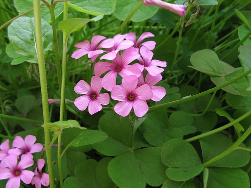 イモカタバミ(芋片喰)