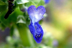 コリウス(Coleus)