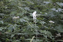 サラシナショウマ(晒菜升麻)