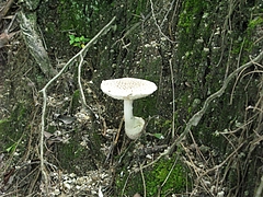 菌類