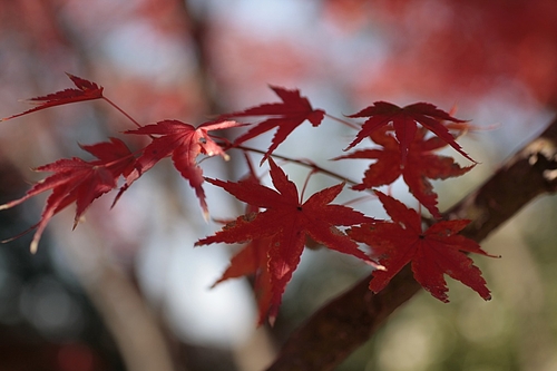 イロハモミジ(いろは紅葉)