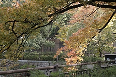 紅葉 −大阪城公園−