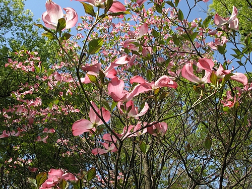 ハナミズキ(花水木)