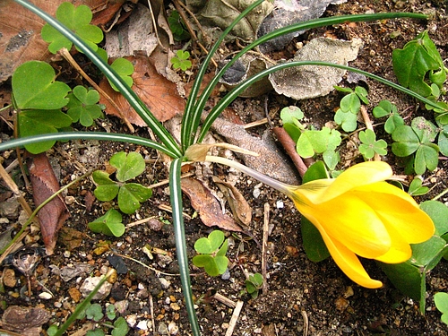 植物図鑑 写真:クロッカス