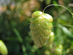コバンソウ(小判草)