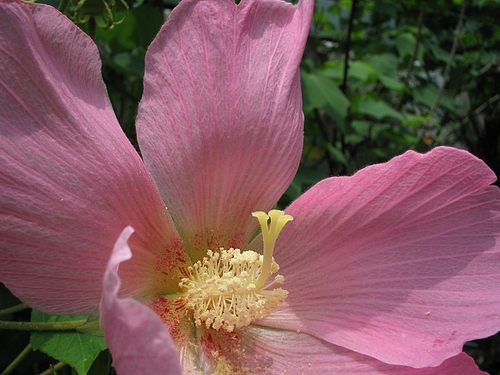 フヨウ(芙蓉)