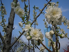 植物図鑑 写真:関白(かんぱく)