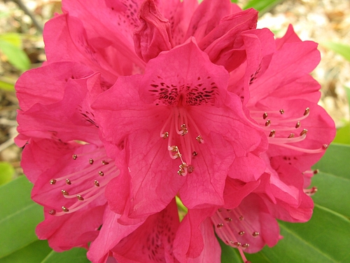 シャクナゲ (石楠花、石南花)