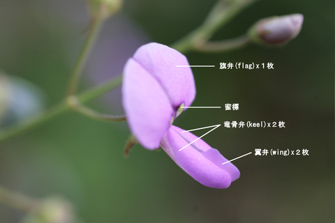 マメ科の蝶形花の構造
