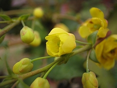 植物図鑑 写真:ヒイラギナンテン(柊南天)