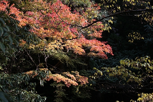 箕面の紅葉