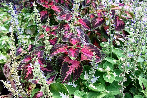 コリウス(Coleus)