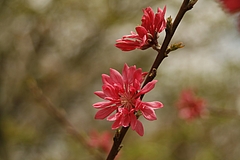 キクモモ(菊桃)