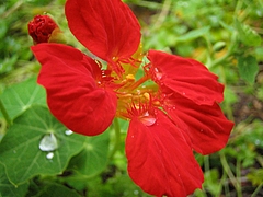 キンレンカ(金蓮花)