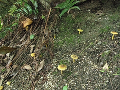 菌類