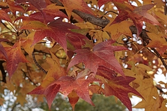 オオモミジ(大紅葉)