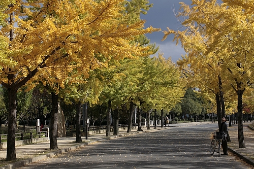 紅葉 −大阪城公園−