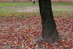 紅葉 −大阪城公園−