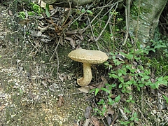 菌類