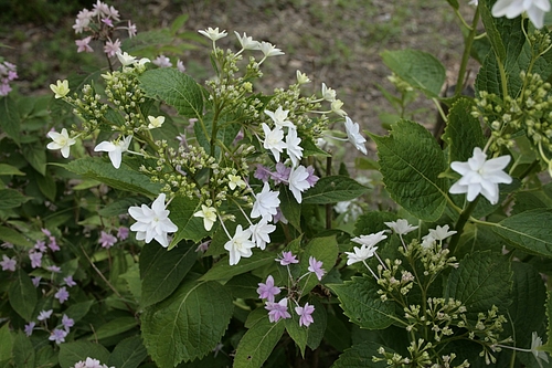アジサイ(紫陽花)