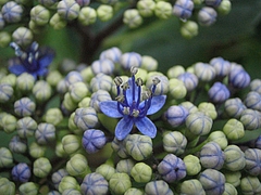 アジサイ(紫陽花)