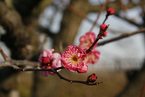 植物図鑑 写真:寒紅