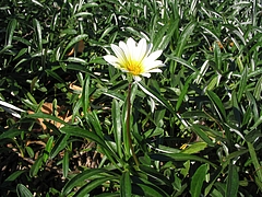 植物図鑑 写真:クンショウギク(勲章菊)