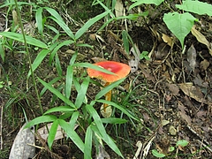 菌類